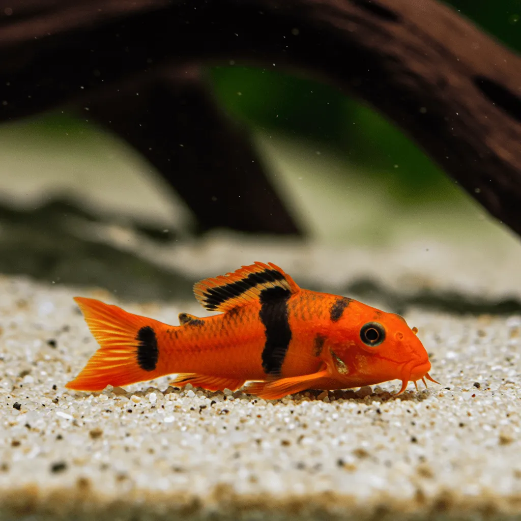 Clown Loach Species Profile